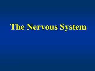 The Nervous System