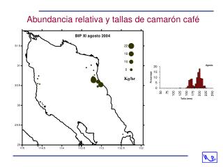 Abundancia relativa y tallas de camarón café