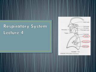 Respiratory System Lecture 4