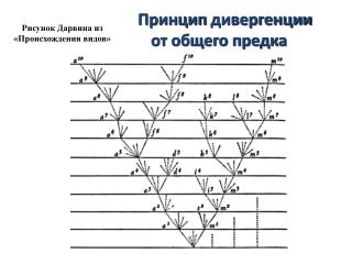 Рисунок Дарвина из «Происхождения видов»