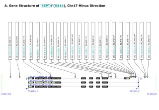 A. Gene Structure of ' SEPT4 '( 5414 ), Chr17 Minus Direction