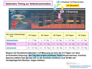 Optimales Timing zur Selbstinsemination