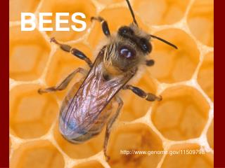 BEES