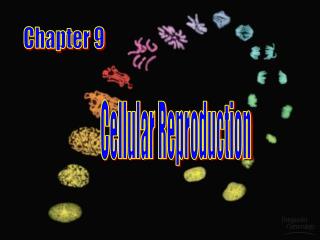 Chapter 9