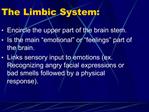 The Limbic System: