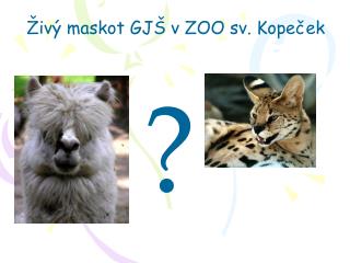 Živý maskot GJŠ v ZOO sv. Kopeček