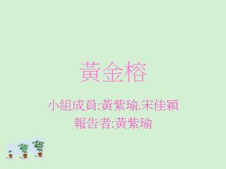 黃金榕