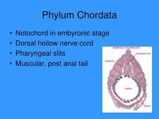 Phylum Chordata