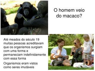 O homem veio do macaco?