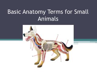 Basic Anatomy Terms for Small Animals