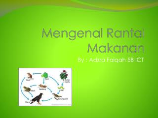 Mengenal Rantai Makanan