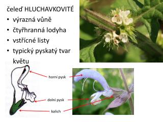 čeleď HLUCHAVKOVITÉ výrazná vůně čtyřhranná lodyha vstřícné listy typický pyskatý tvar 	květu