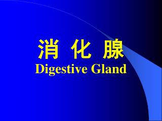消 化 腺 Digestive Gland