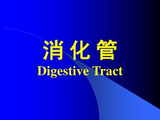 消 化 管 Digestive Tract