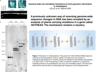 Genome-wide non-mendelian inheritance of extra-genomic information in Arabidopsis
