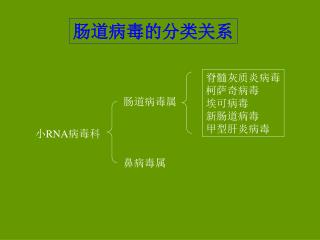 肠道病毒的分类关系