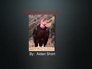 The California Condor