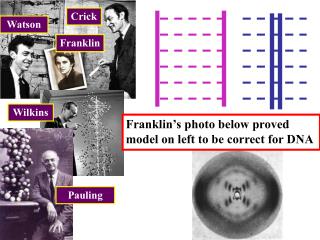 Franklin’s photo below proved model on left to be correct for DNA