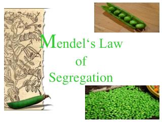 M endel‘s Law of Segregation