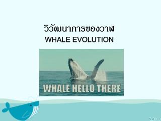 วิวัฒนาการของวาฬ Whale evolution