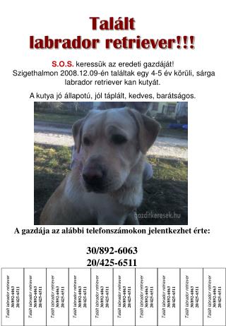 Talált labrador retriever 30/892-6063     20/425-6511