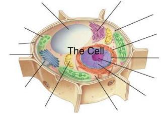 The Cell