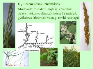 G 1 – tarackosok, rizómások