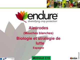 Aleurodes (Mouches blanches) Biologie et stratégie de lutte Espagne