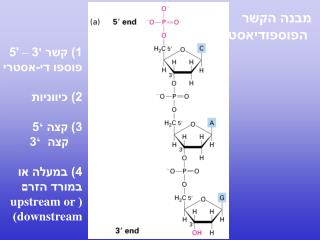 מבנה הקשר הפוספודיאסטרי