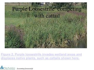 Purple Loosestrife competing with cattail