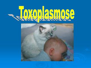 Toxoplasmose