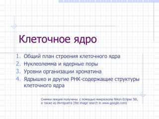Клеточное ядро