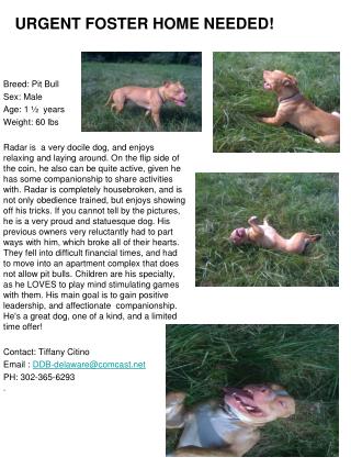 URGENT FOSTER HOME NEEDED!