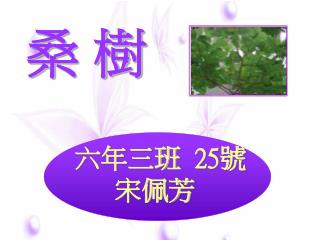 桑 樹