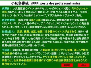 小反芻獣疫 (PPR: peste des petits ruminants)