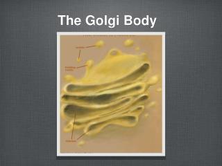 The Golgi Body