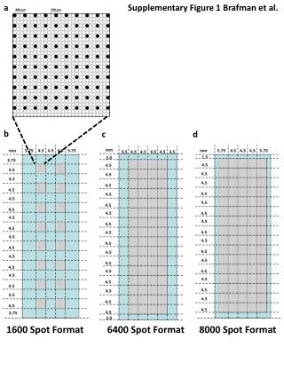 1600 Spot Format