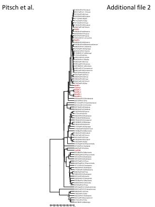 Pitsch et al.				 Additional file 2