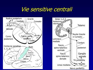 Vie sensitive centrali