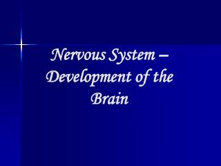 Nervous System – Development of the Brain