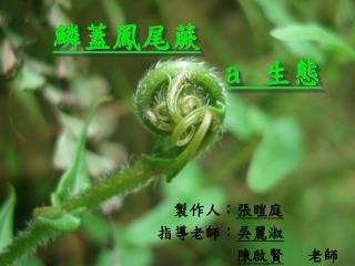 鱗蓋鳳尾蕨 a 生態