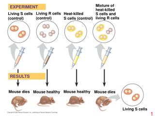 Living S cells (control)