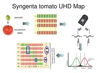 Syngenta tomato UHD Map