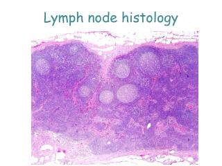 Lymph node histology