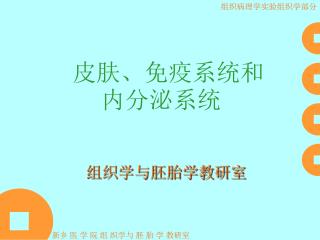 皮肤、免疫系统和内分泌系统