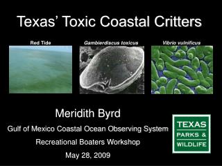 Texas’ Toxic Coastal Critters