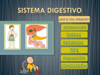 Sistema digestivo