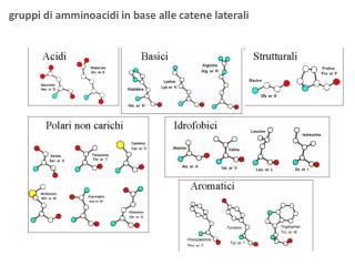 gruppi di amminoacidi in base alle catene laterali