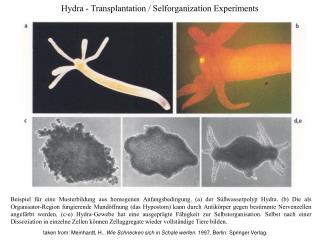 Hydra - Transplantation / Selforganization Experiments