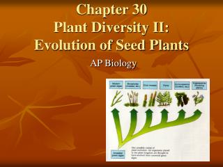 Chapter 30 Plant Diversity II: Evolution of Seed Plants